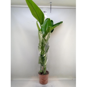 Strelitzia nicolai