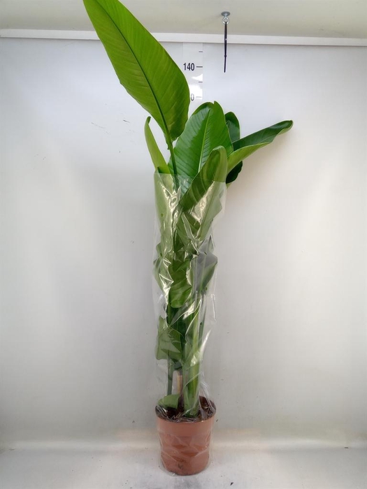 <h4>Strelitzia nicolai</h4>