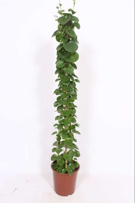 <h4>Cissus rotundifolia</h4>