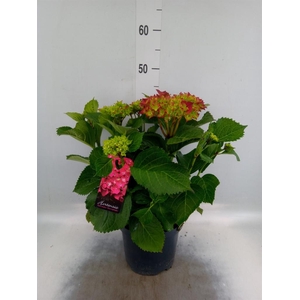 Hydrangea mac.