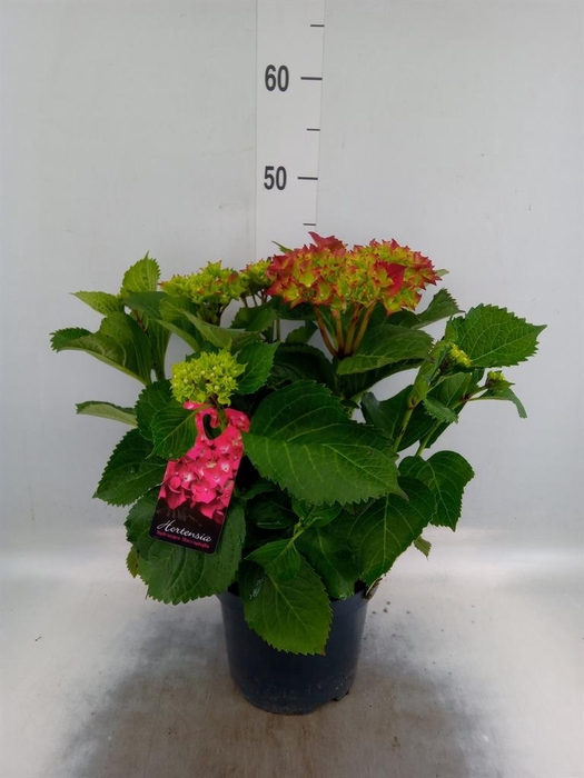 <h4>Hydrangea mac.</h4>