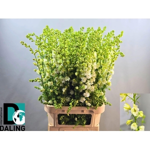 Cons R Q White 100cm