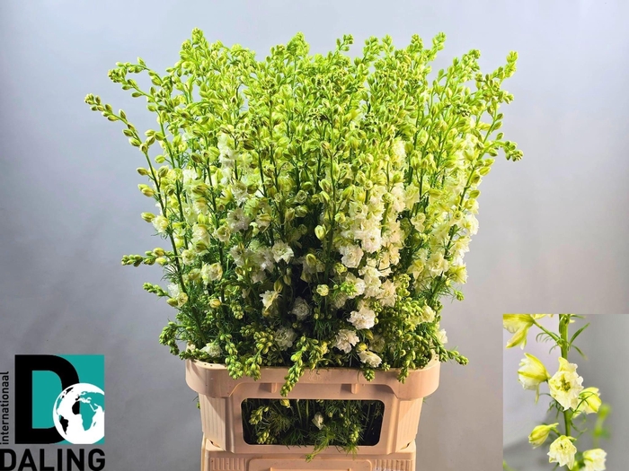 <h4>Cons R Q White 100cm</h4>