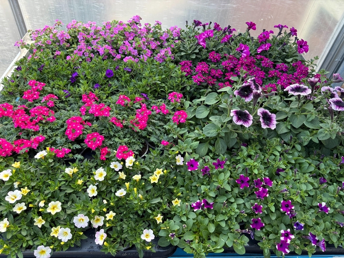 <h4>PERKPL MIXK</h4>