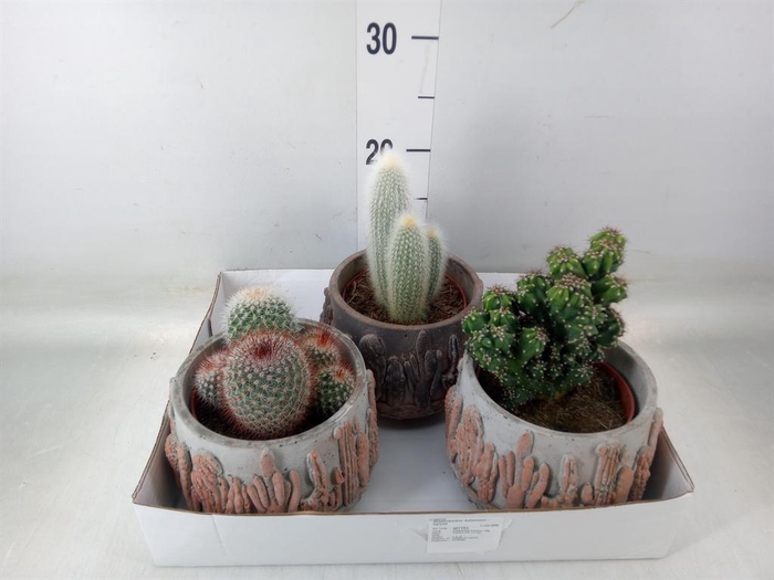 <h4>Cactus   ...</h4>