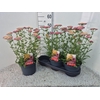 Achi Millefolium