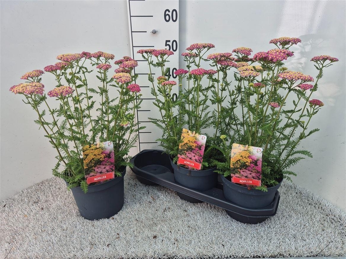 Achi Millefolium