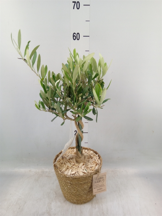 <h4>Arr.   Tuinplanten H%</h4>