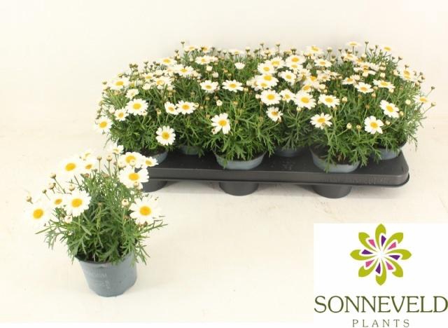 <h4>ARG LA RITA WHITE</h4>