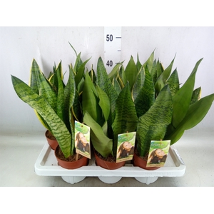 Sansevieria trifa.   ...