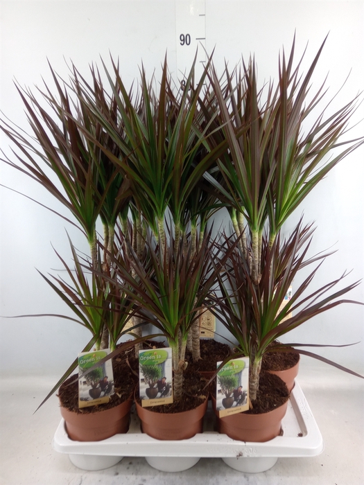 <h4>Dracaena marg. 'Magenta'</h4>