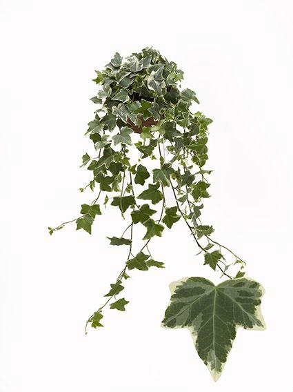 <h4>Hedera helix ...mix varie white</h4>