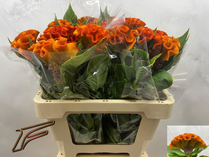 <h4>CEL C INDIAN SUMMER</h4>