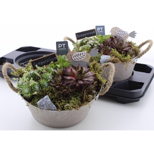 ARR SEMPERVIVUM