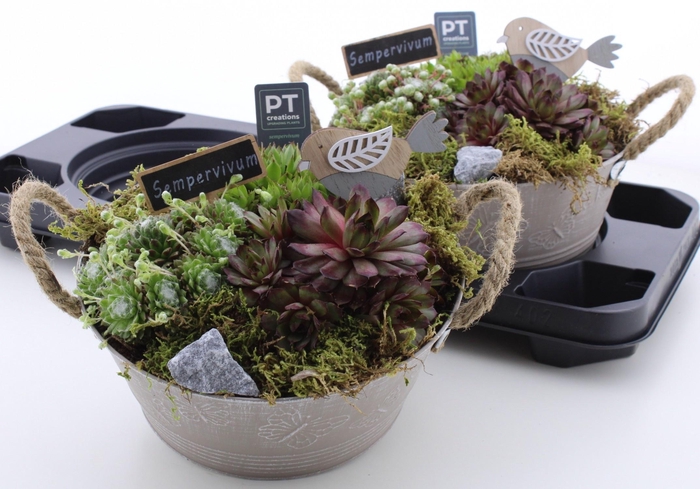 <h4>ARR SEMPERVIVUM</h4>