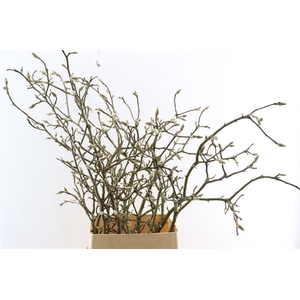 Magnolia Grandiflora Grillig 100cm P Stem X10