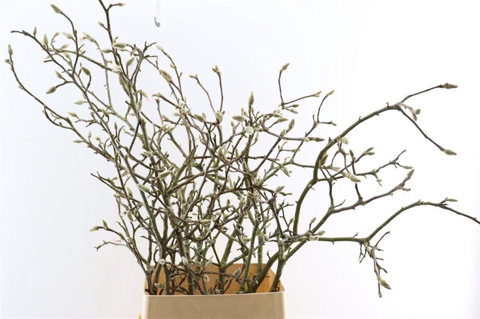 <h4>Magnolia Grandiflora Grillig 100cm</h4>