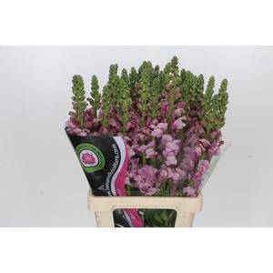 Antirrhinum Potomac Lavender