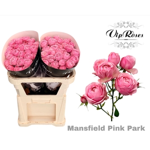 R TR PINK MANSFI PARK