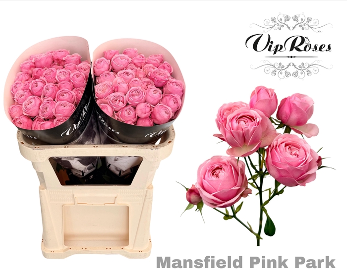 R TR PINK MANSFI PARK