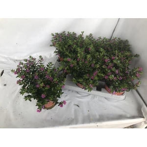 CUPH HYSSOPIFOLIA