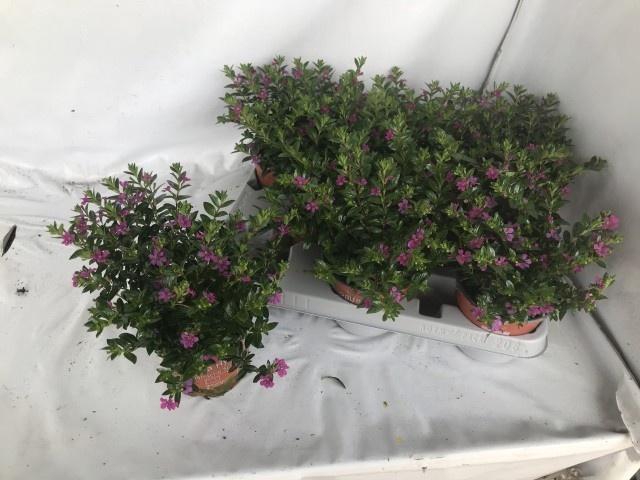 <h4>CUPH HYSSOPIFOLIA</h4>