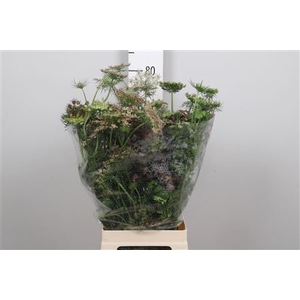 Daucus Carota Dara