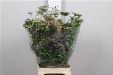 <h4>Daucus Carota Dara</h4>