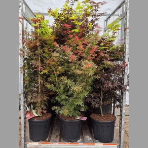 ACER PALMATUM