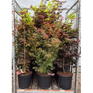 ACER PALMATUM