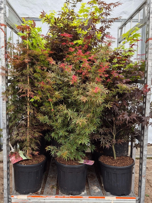 <h4>ACER PALMATUM</h4>
