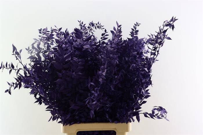 Pres Ruscus Purple P Stem