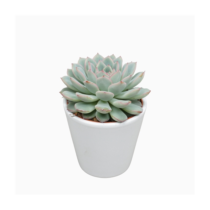 <h4>Echeveria apus 8,5 cm in witte pot</h4>