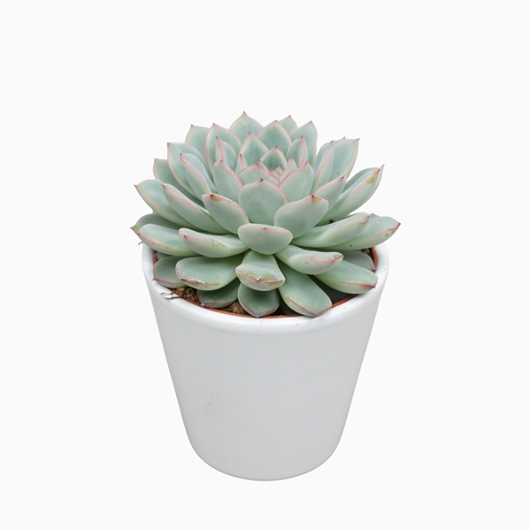 Echeveria apus 8,5 cm in witte pot