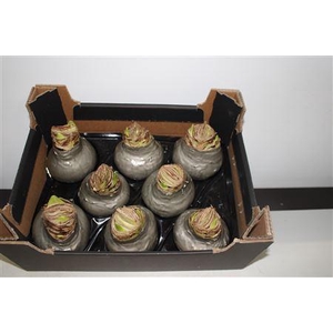 Amaryllis Bol Titaan