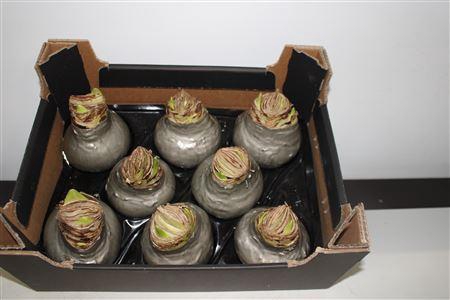 <h4>Amaryllis Bol Titaan</h4>