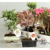 BONSAI GEM
