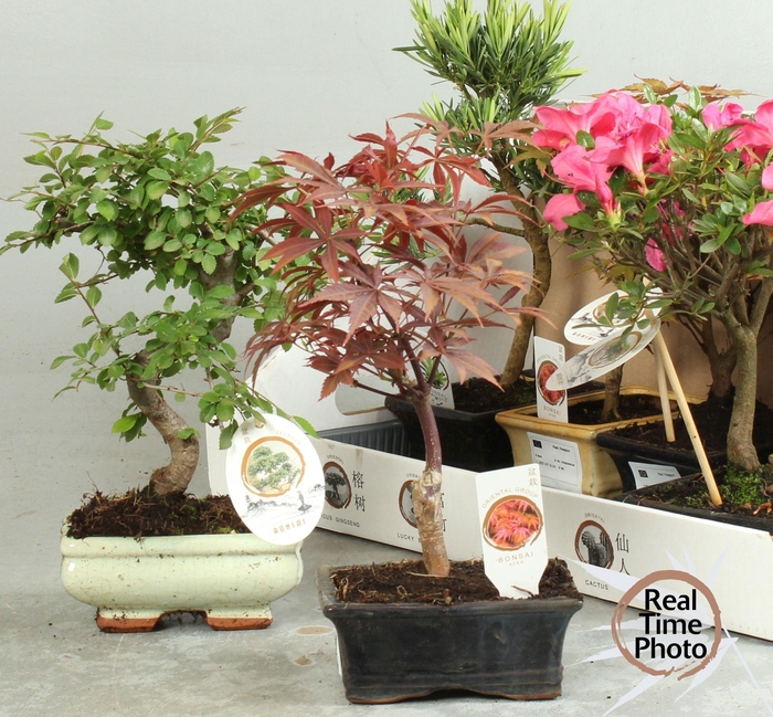 <h4>BONSAI GEM</h4>
