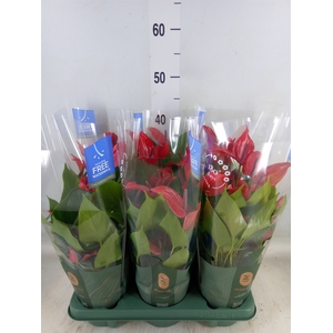 Anthurium  'Banderola Lava'