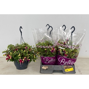 FUCHSIA B F  OLIVIA