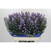 Aster Cassandra