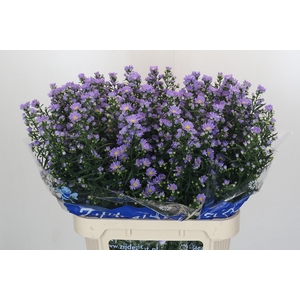 Aster Cassandra