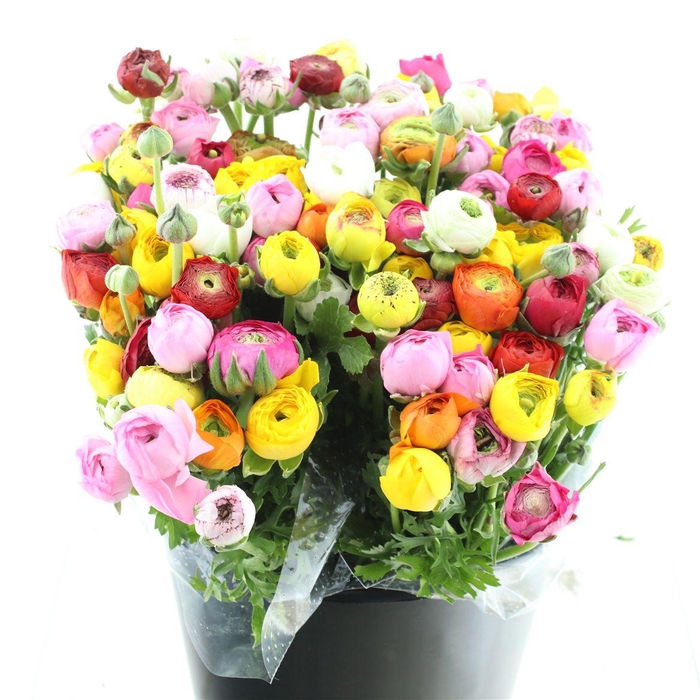 <h4>Ran El Sr Mix In Bunch Prima</h4>