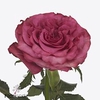 Rosa large country spirit blues