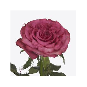 Rosa large country spirit blues