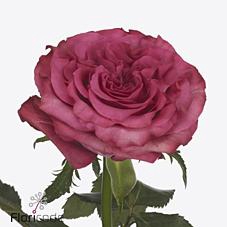 Rosa large country spirit blues