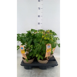 Solanum lycopersicum   ...