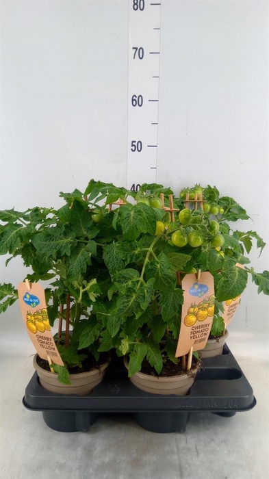 <h4>Solanum lycopersicum   ...</h4>