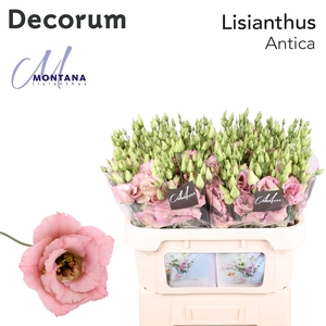 Lisianthus Antica 60cm