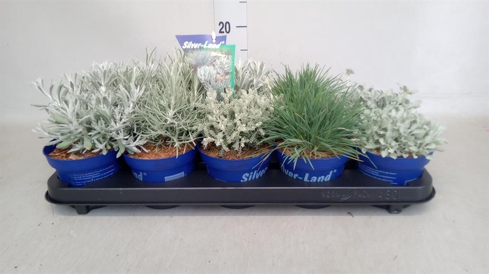 <h4>Vaste pltn   ...       [Perennials]</h4>
